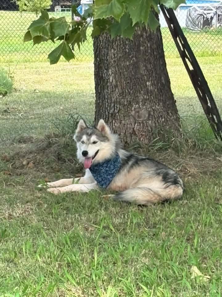 Aurora, Adopted, Adult Female Siberian Husky.