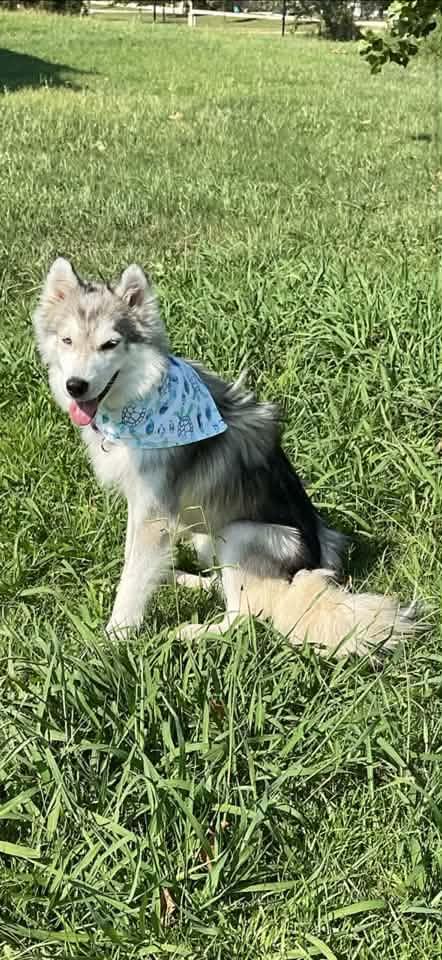 Aurora, a Adopted Siberian Husky in Carrollton, TX image 2/3