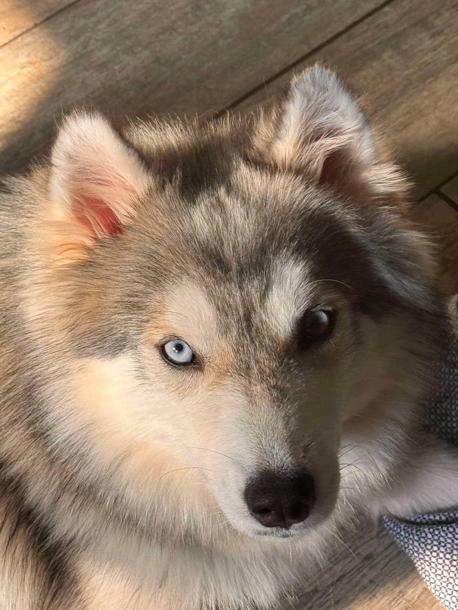 Aurora, a Adopted Siberian Husky in Carrollton, TX image 3/3