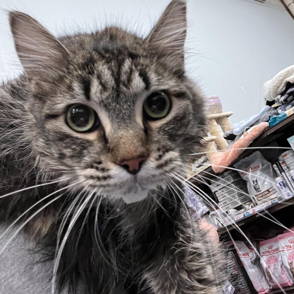 Tawny, Adoptable, Young Female Domestic Long Hair.