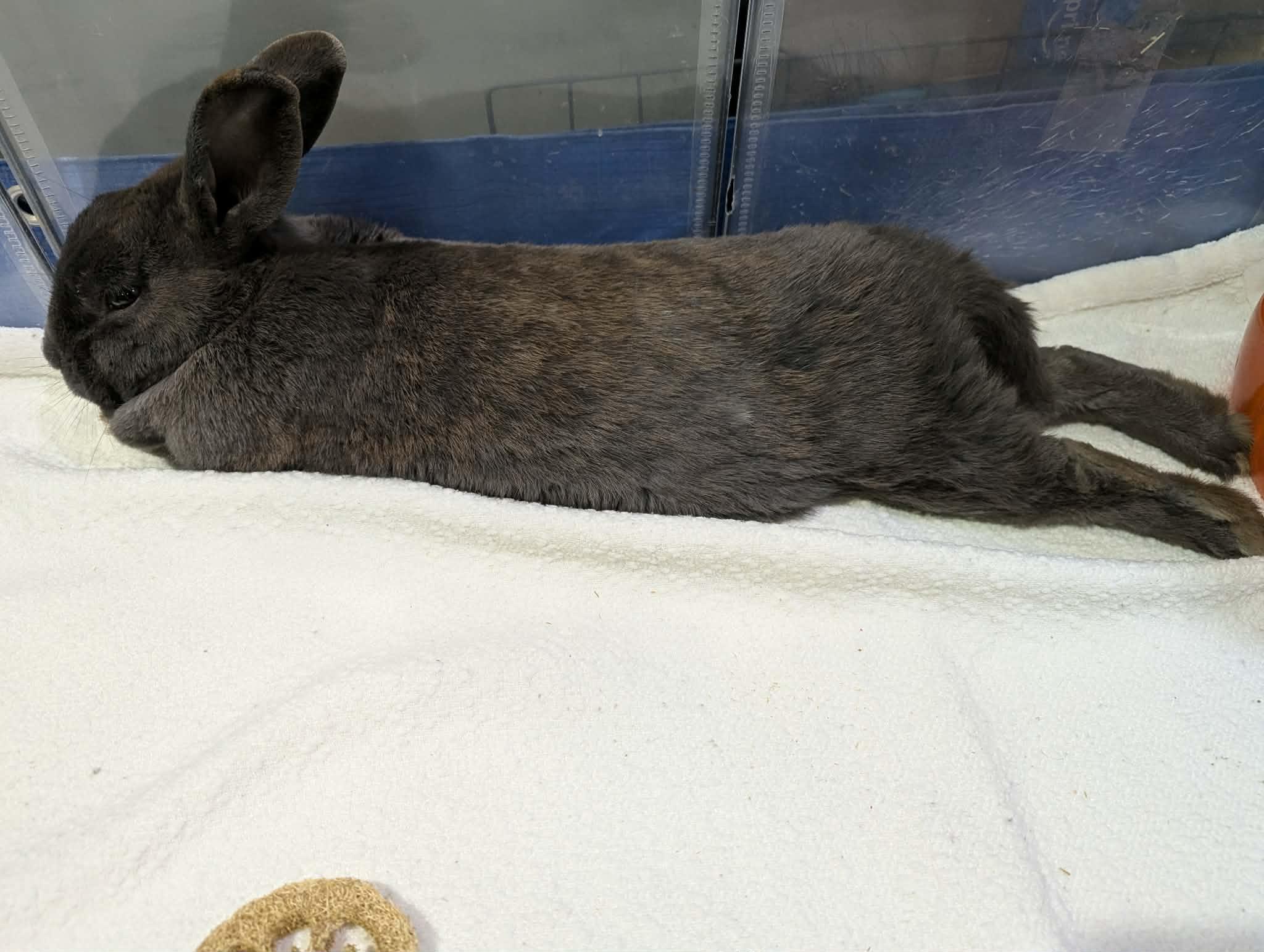BOGART, a Adoptable Bunny Rabbit in Forest Hills, NY image 3/4