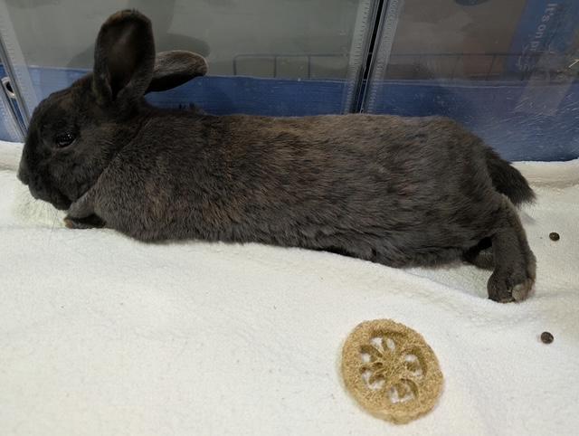 BOGART, a Adoptable Bunny Rabbit in Forest Hills, NY image 4/4