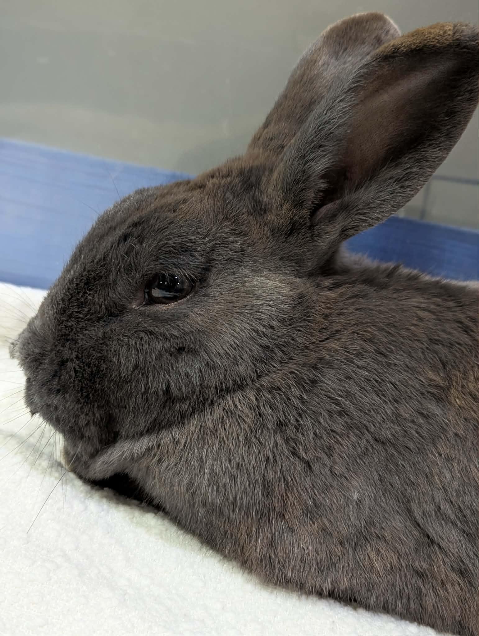 BOGART, a Adoptable Bunny Rabbit in Forest Hills, NY image 2/4