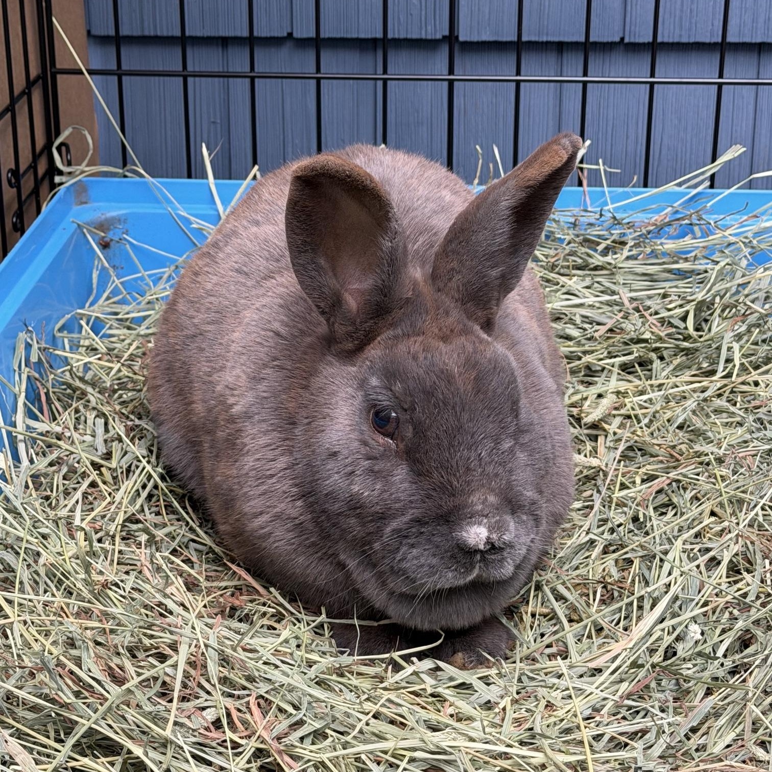 BOGART, a Adoptable Bunny Rabbit in Forest Hills, NY image 1/4