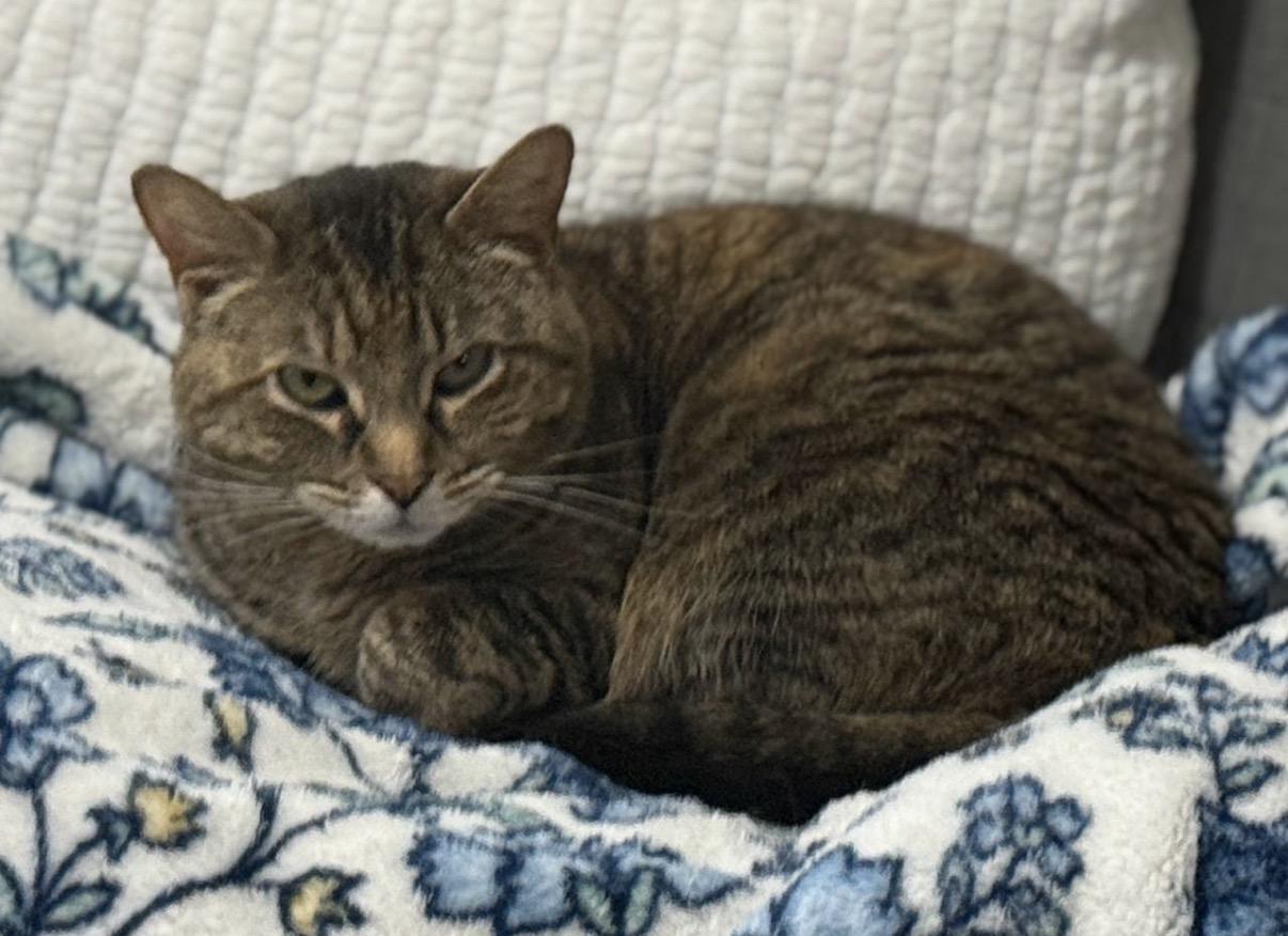 Enlarge Birdie, a Adoptable Domestic Short Hair in Philadelphia, PA image 1/2