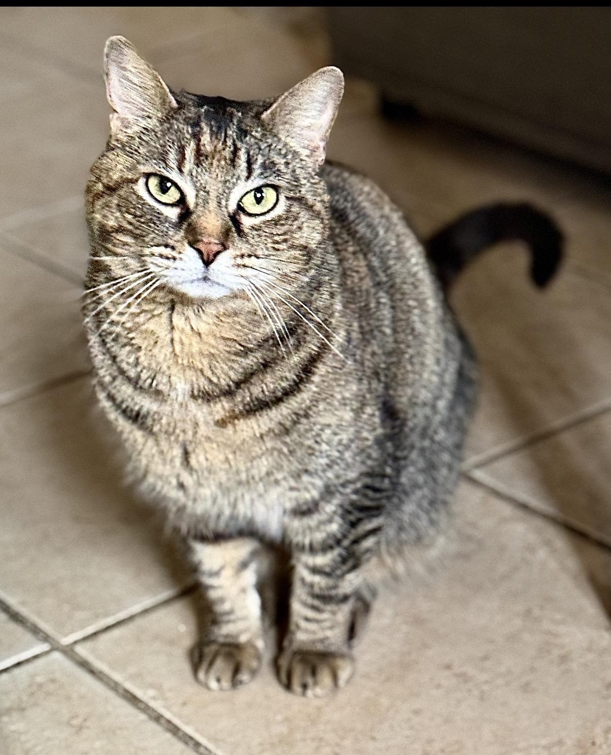 Enlarge Birdie, a Adoptable Domestic Short Hair in Philadelphia, PA image 2/2