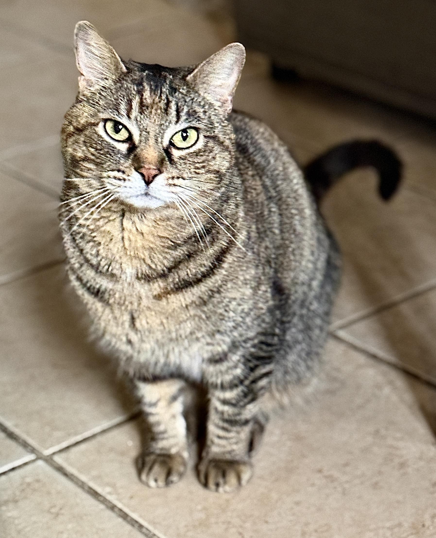 Enlarge Birdie, a Adoptable Domestic Short Hair in Philadelphia, PA image 3/5