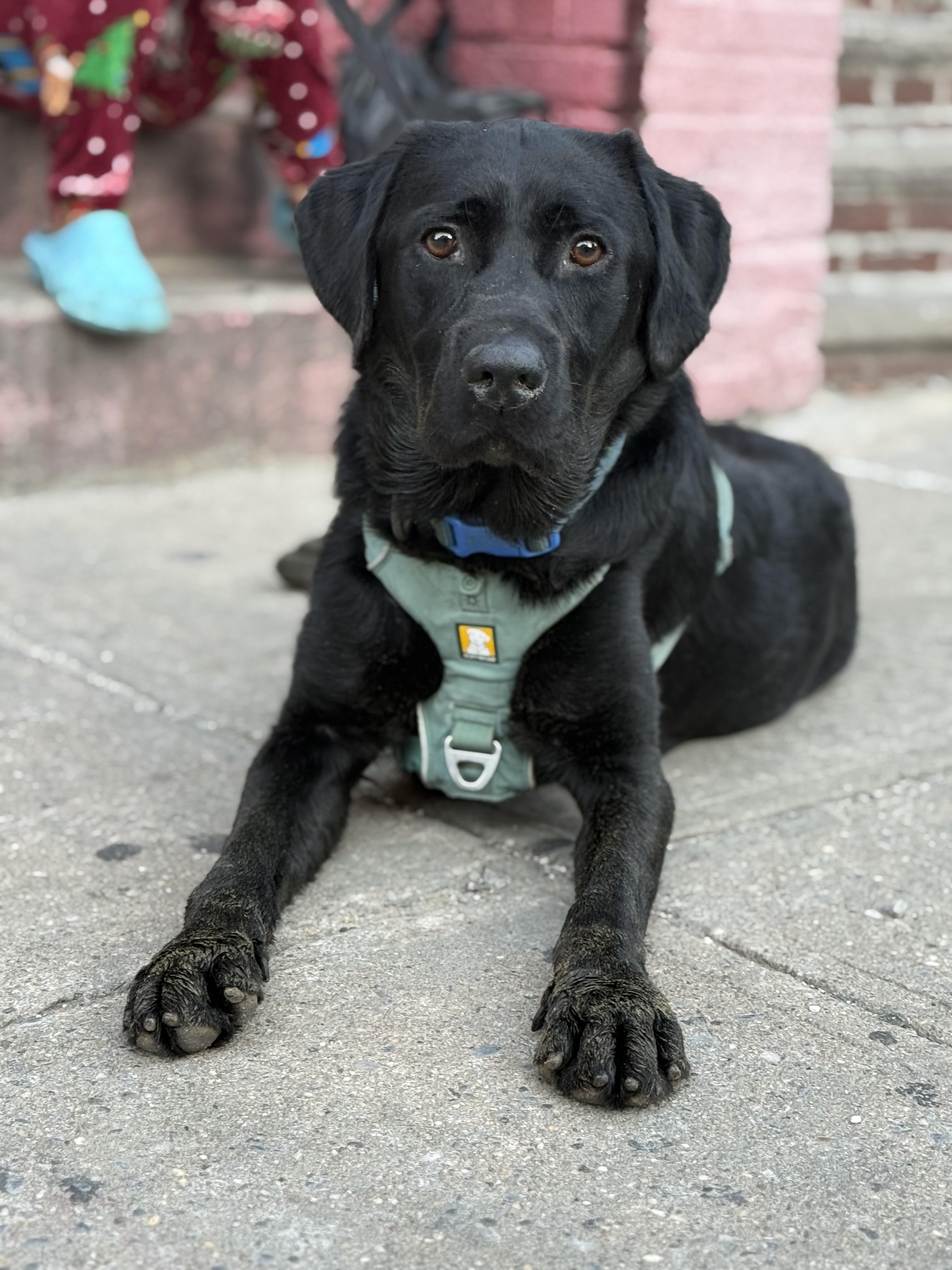 Scooby, Adoptable, Young Male Black Labrador Retriever.
