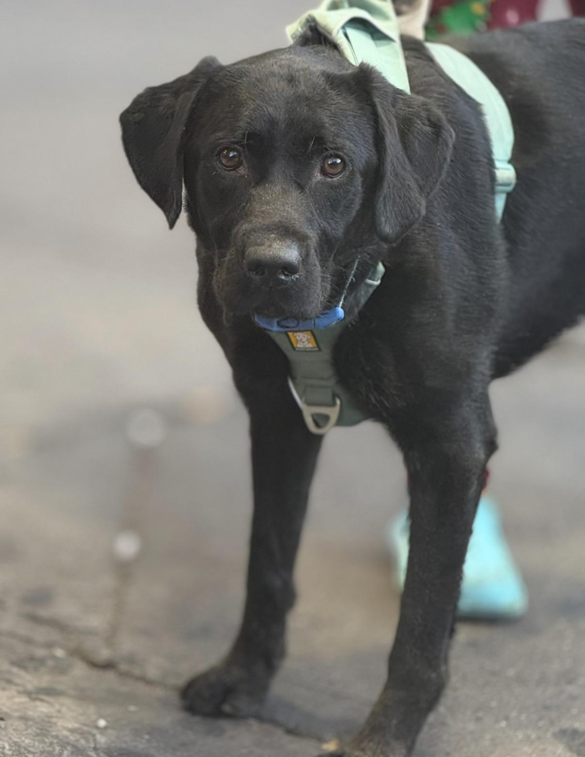 Enlarge Scooby, a Adoptable Black Labrador Retriever in Brooklyn, NY image 2/4
