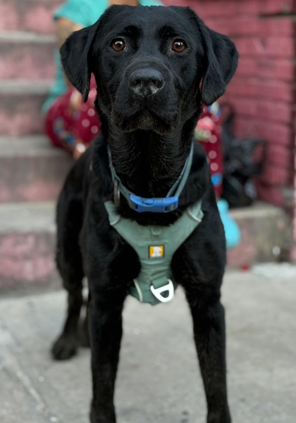 Enlarge Scooby, a Adoptable Black Labrador Retriever in Brooklyn, NY image 3/4