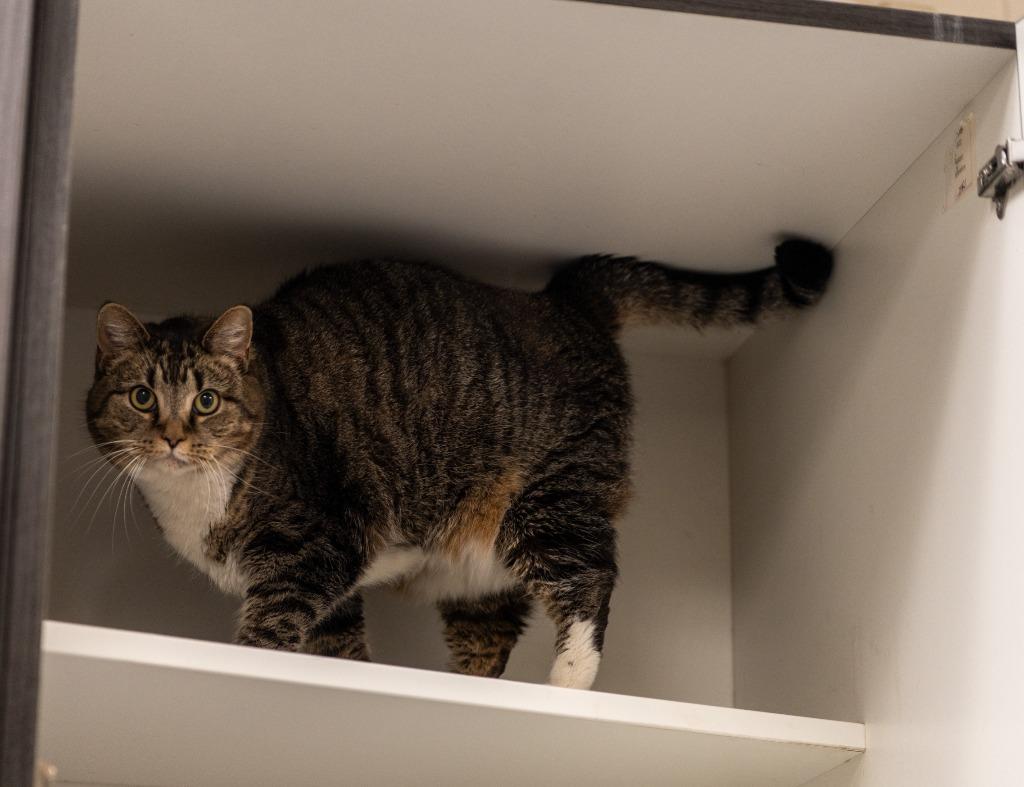 Trigger, Adoptable, Adult Female Tabby.