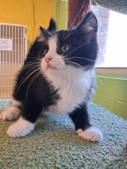 Spice Rack, Adoptable, Kitten Male Domestic Medium Hair & Domestic Short Hair.