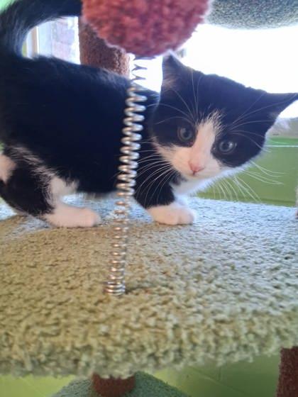 Enlarge Spice Rack, a Adoptable mixed breed in Scottsbluff, NE image 2/3