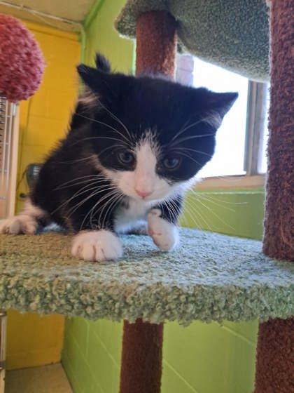 Enlarge Spice Rack, a Adoptable mixed breed in Scottsbluff, NE image 3/3