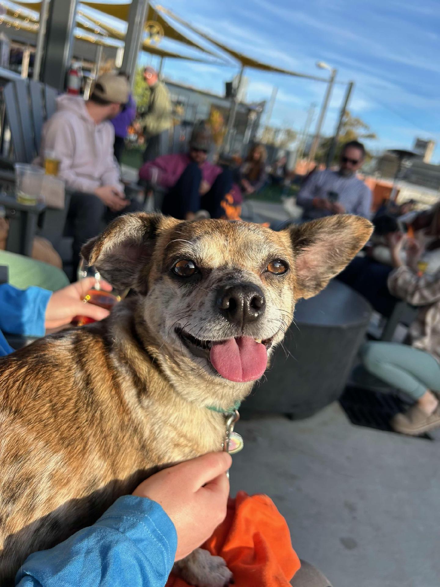 Toffee, Adoptable, Adult Female Chihuahua.