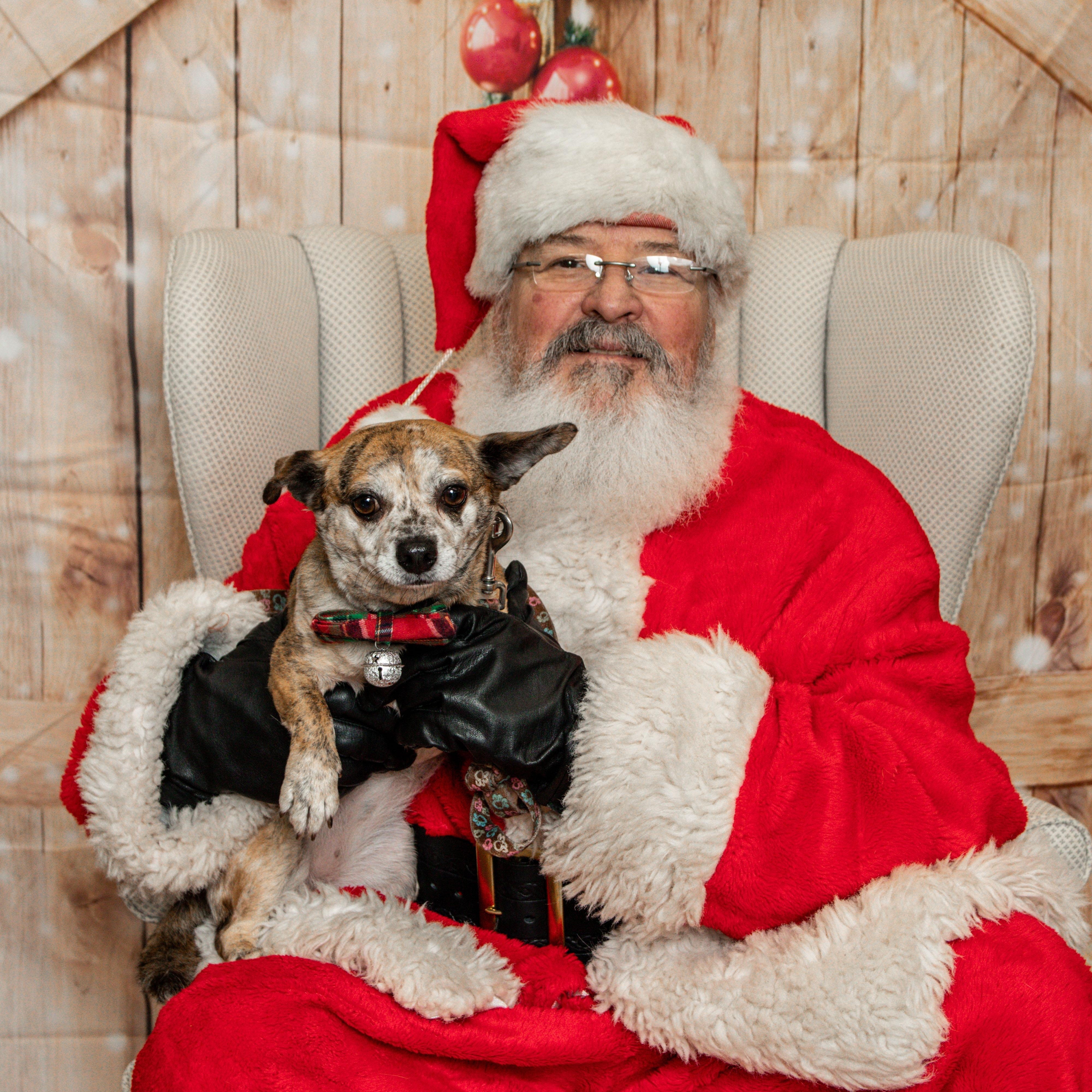 Enlarge Toffee, a Adoptable mixed breed in Knoxville, TN image 1/5