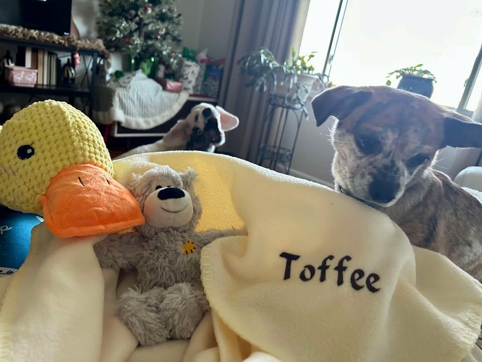 Enlarge Toffee, a Adoptable mixed breed in Knoxville, TN image 2/6