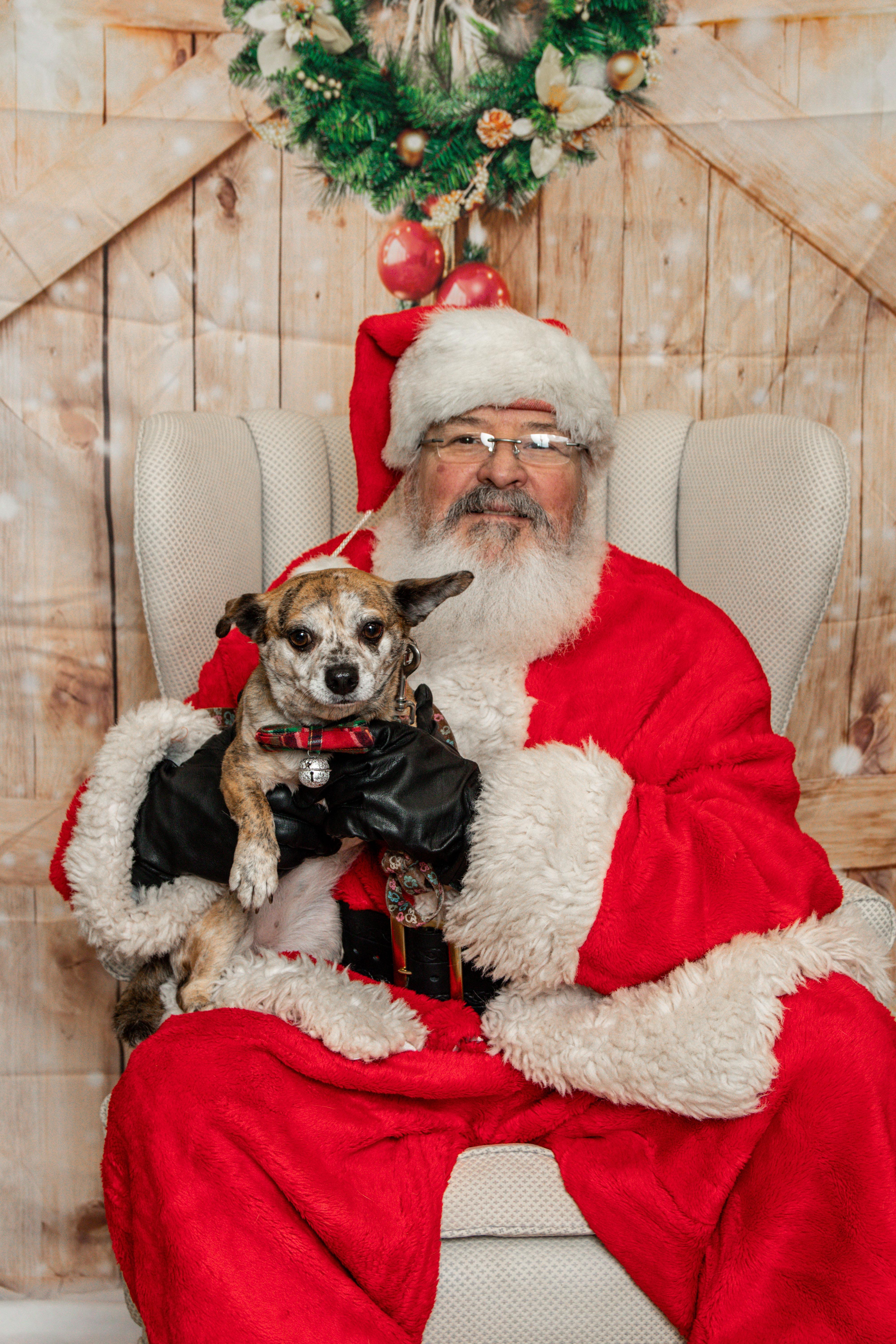 Enlarge Toffee, a Adoptable mixed breed in Knoxville, TN image 3/6