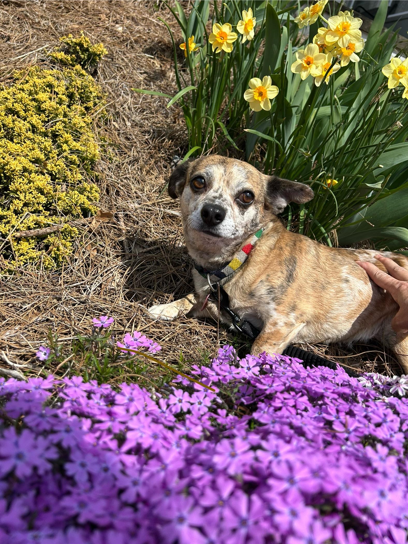 Enlarge Toffee, a Adoptable mixed breed in Knoxville, TN image 4/6