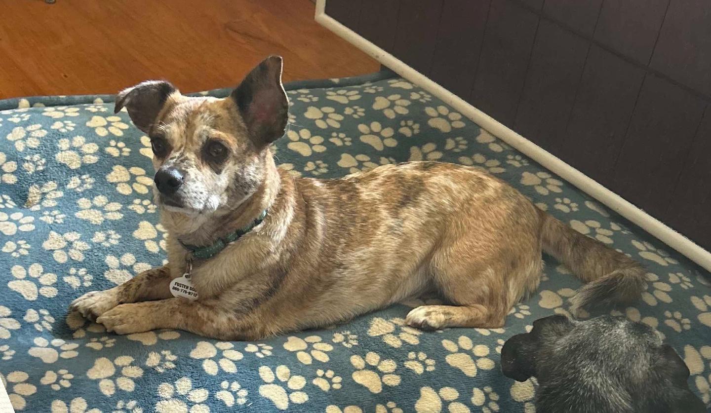 Enlarge Toffee, a Adoptable mixed breed in Knoxville, TN image 5/6