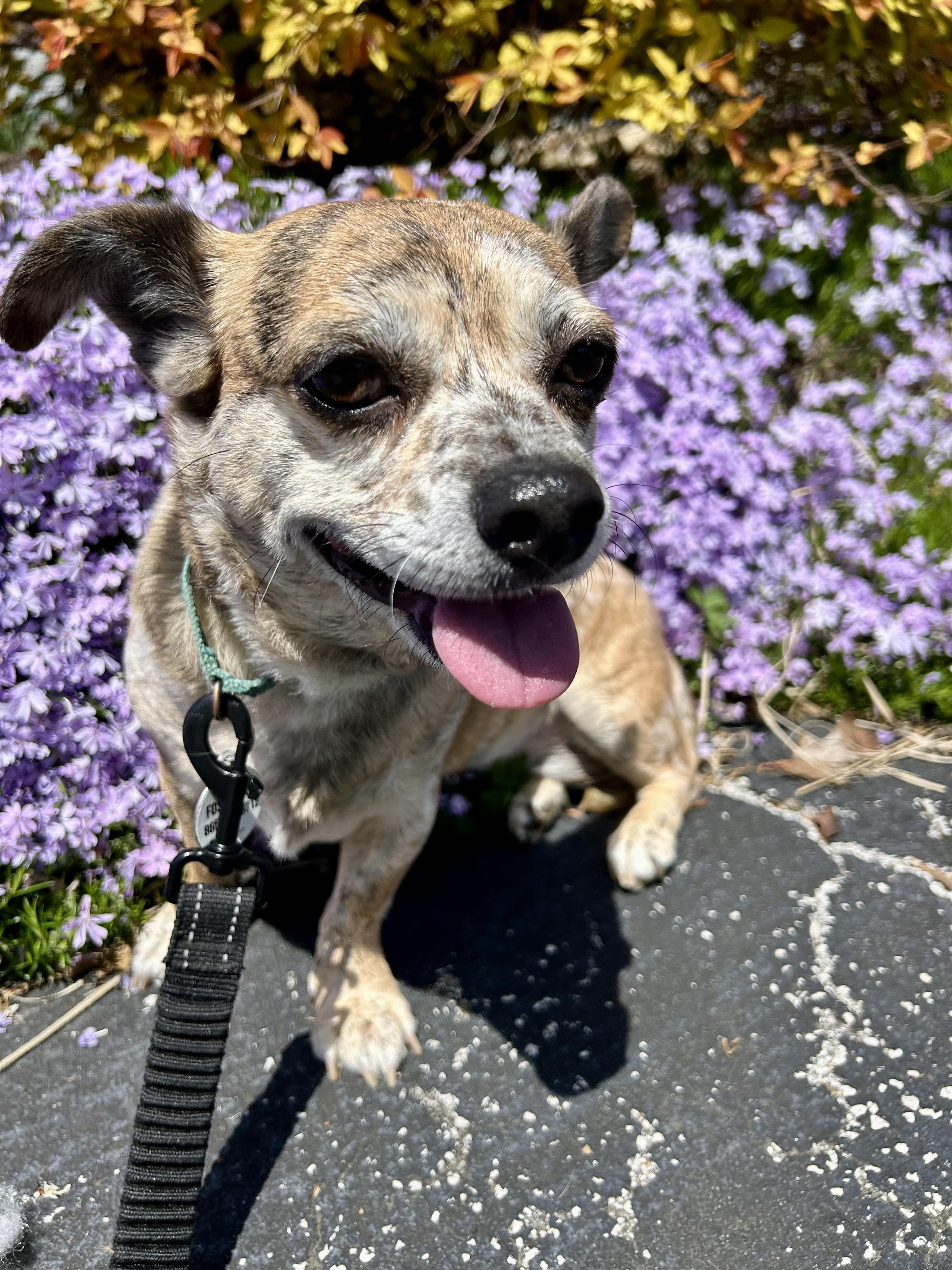 Enlarge Toffee, a Adoptable mixed breed in Knoxville, TN image 6/6