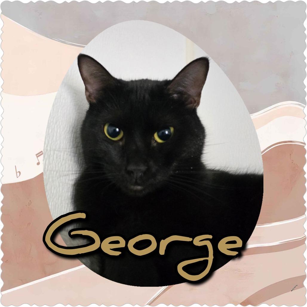 Enlarge George, a Adoptable Domestic Short Hair in Hanna City, IL image 1/3