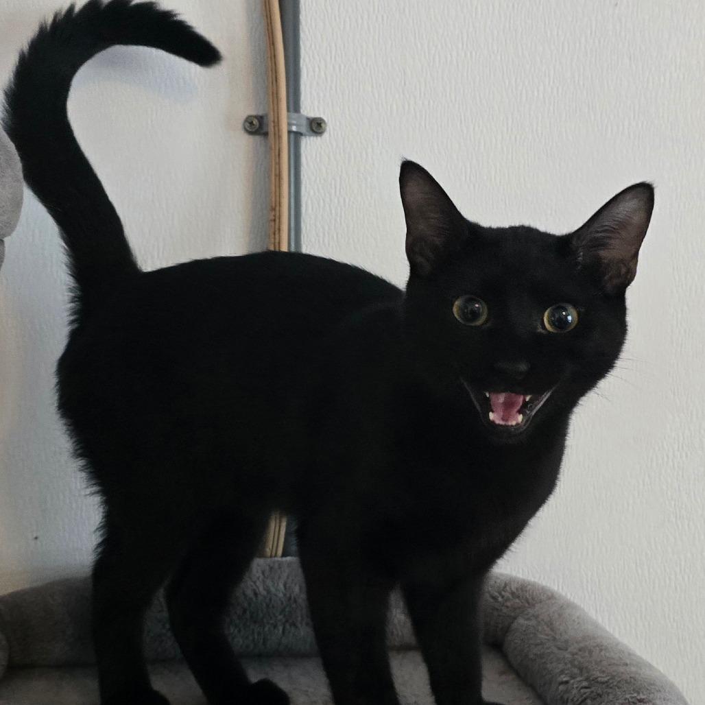 Enlarge George, a Adoptable Domestic Short Hair in Hanna City, IL image 1/2