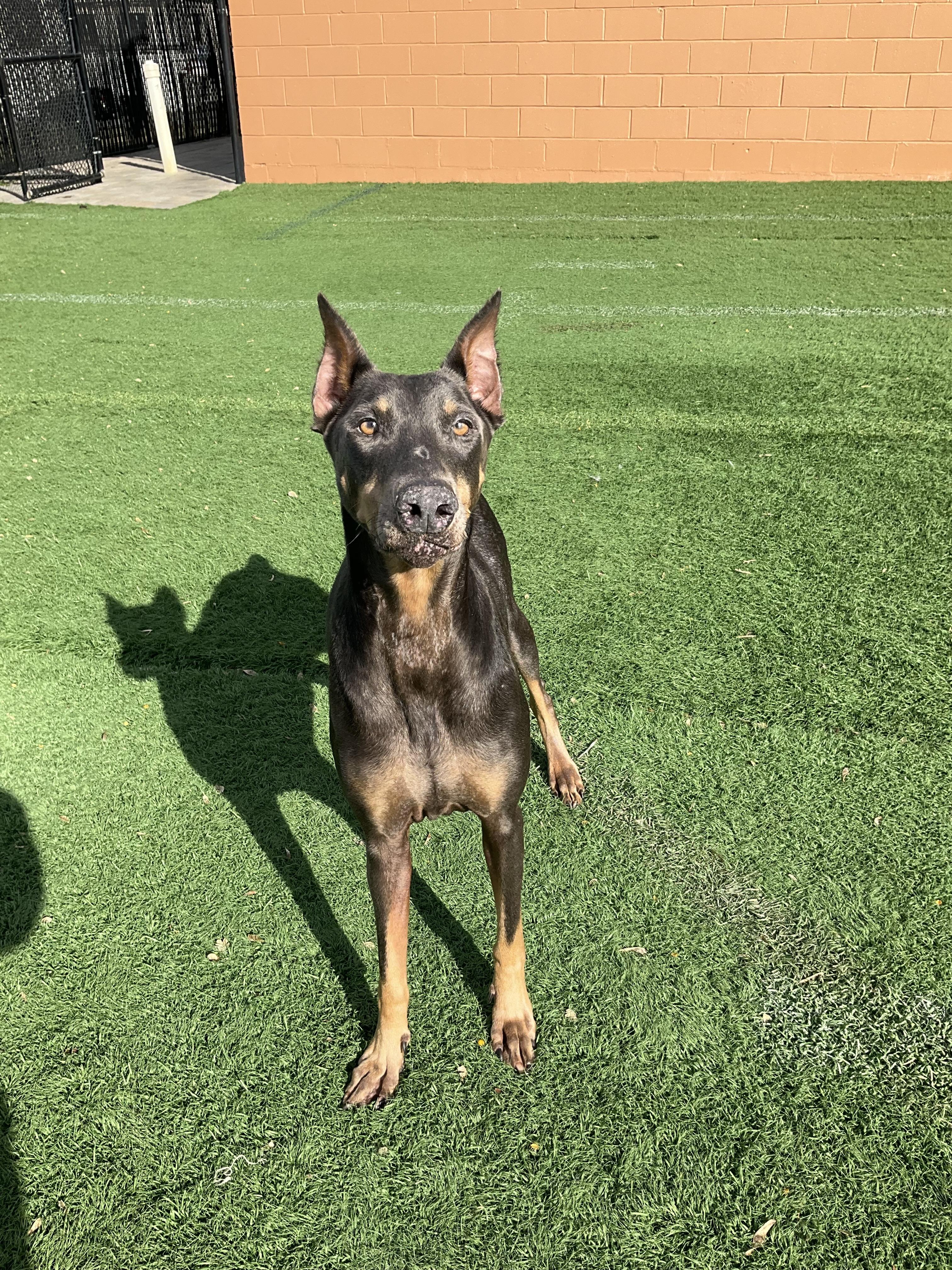Kolbie , ADOPTABLE, Adult Female Doberman Pinscher.
