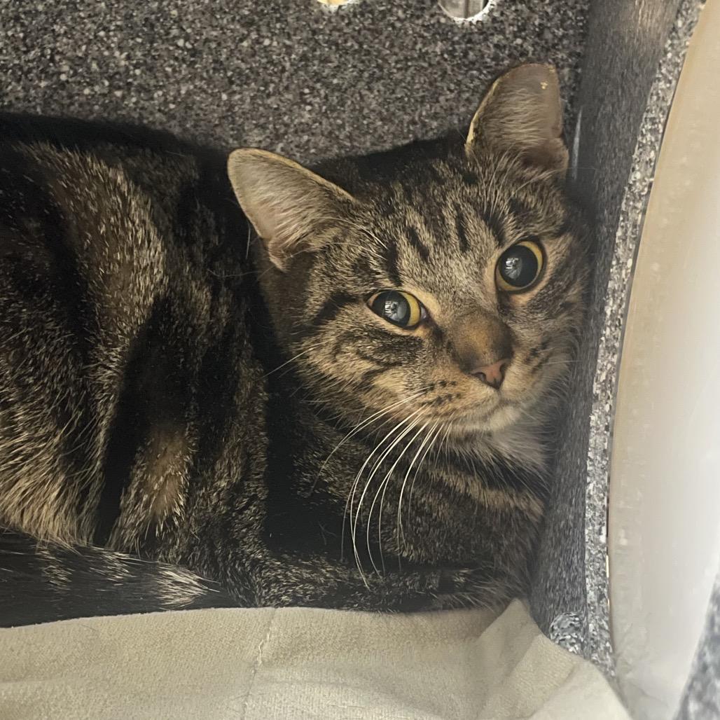 Enlarge Mario (working cat), a Adoptable Domestic Short Hair in Birdsboro, PA image 2/3