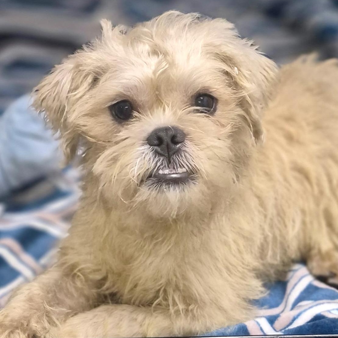 Enlarge Spanky, a Adoptable mixed breed in Los Angeles, CA image 2/2