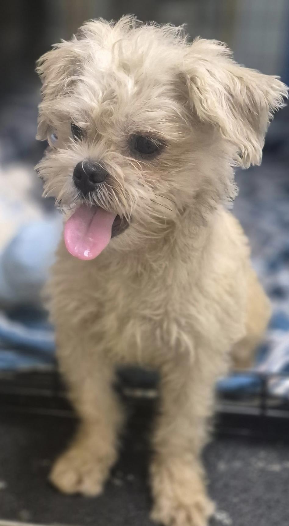 Enlarge Spanky, a Adoptable mixed breed in Los Angeles, CA image 1/2