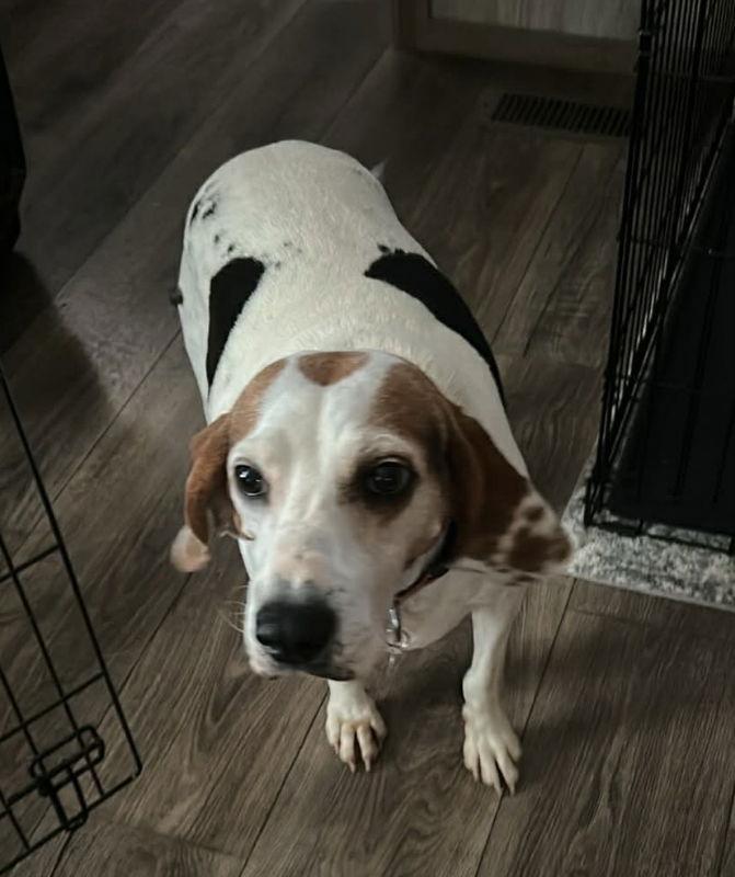 Sadie Adopt or Foster*, Adoptable, Young Female Hound.