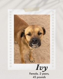 Ivy, Adoptable, Adult Female Black Mouth Cur.