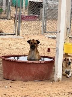 Ivy, a Adoptable mixed breed in Puerto Penasco, SON image 2/2