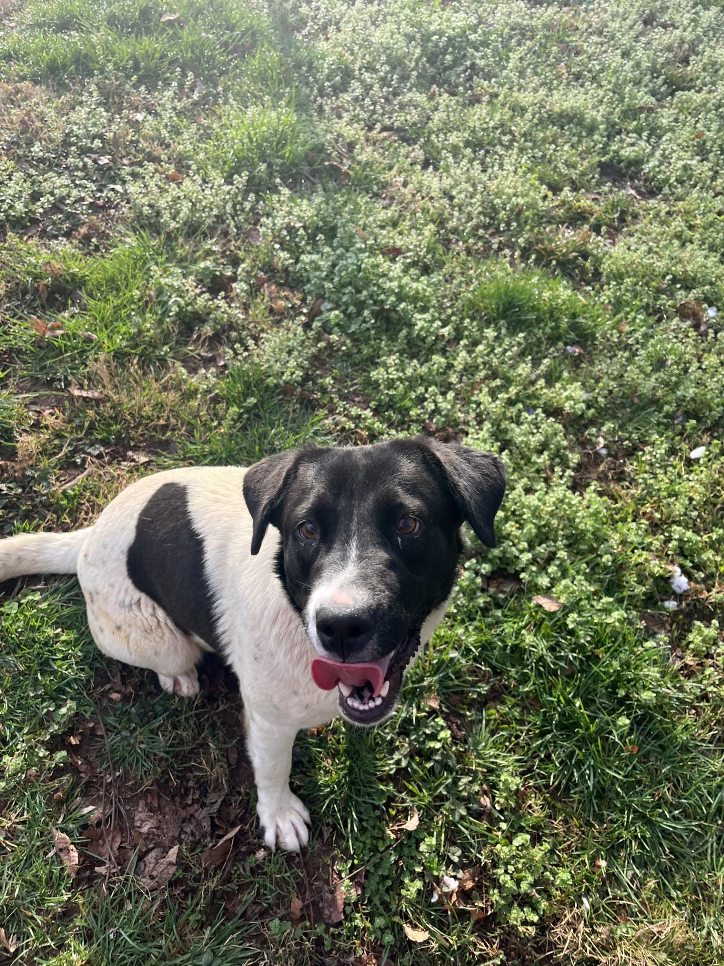 Chandler, Adoptable, Young Female Great Pyrenees & Labrador Retriever.