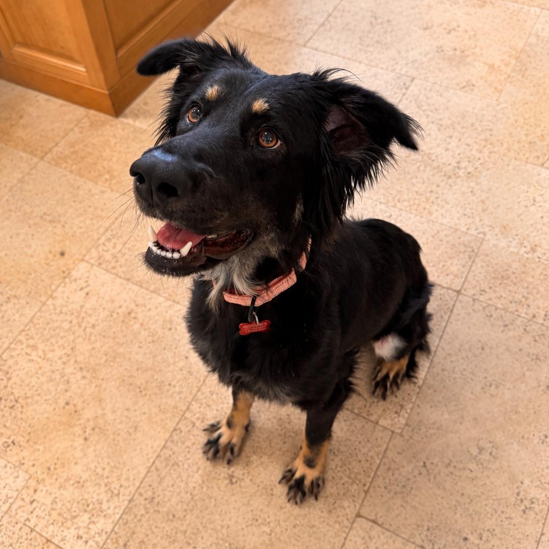 Enlarge Bella (Sweet, Affectionate, Dog and Family Friendly), an adopted mixed breed in Newport, NH image 3/3