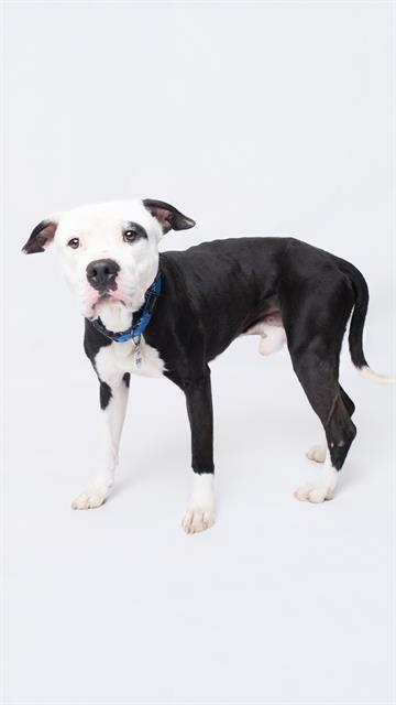 Enlarge BOBO, a Adoptable mixed breed in Upper Marlboro, MD image 1/1
