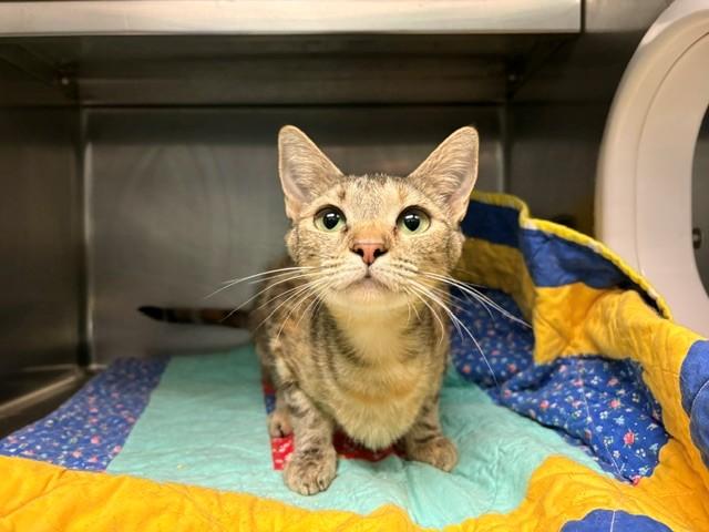 SUNFLOWER, Adoptable, Young Female Domestic Short Hair.
