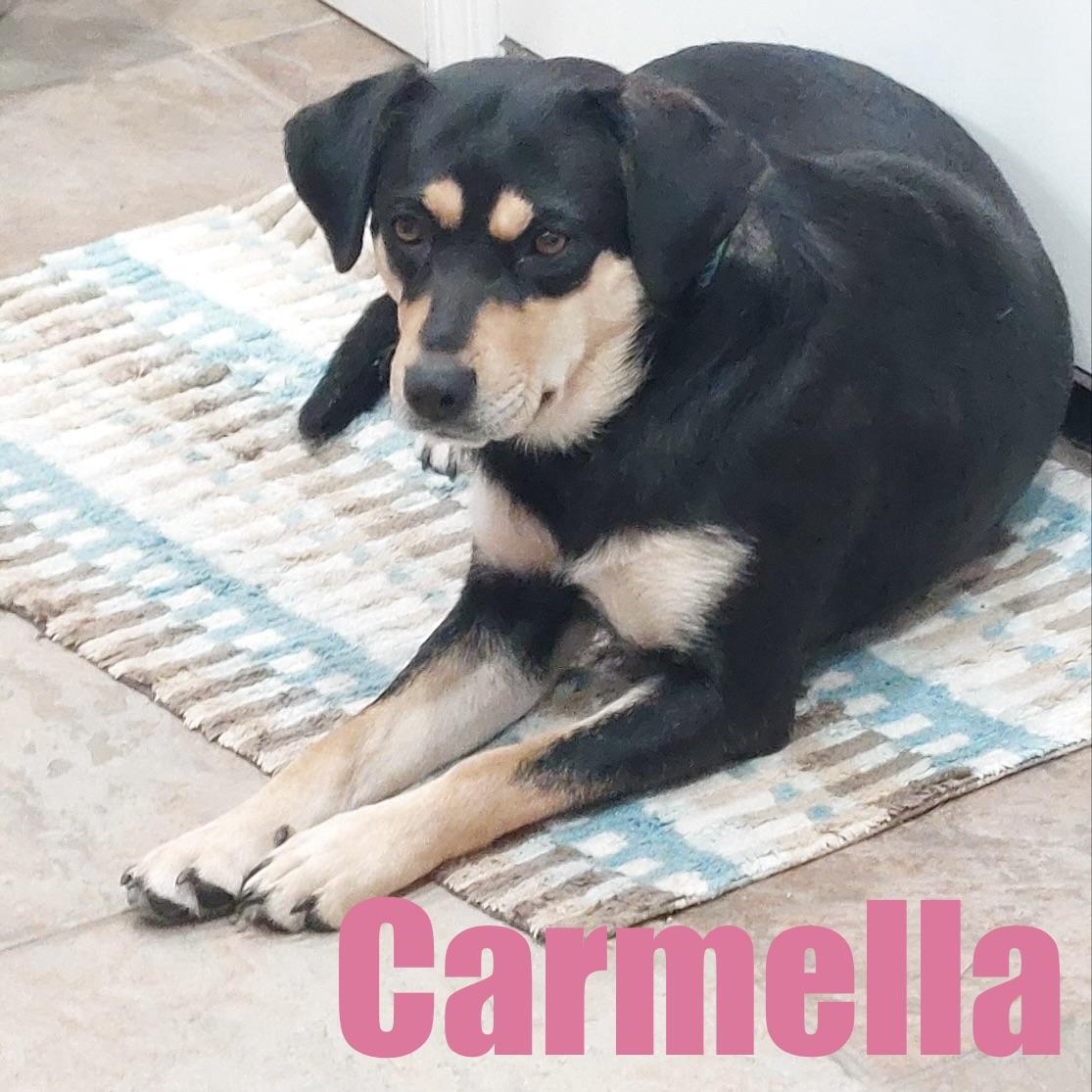 Carmella, adopted, Adult Female Hound & Mixed Breed.