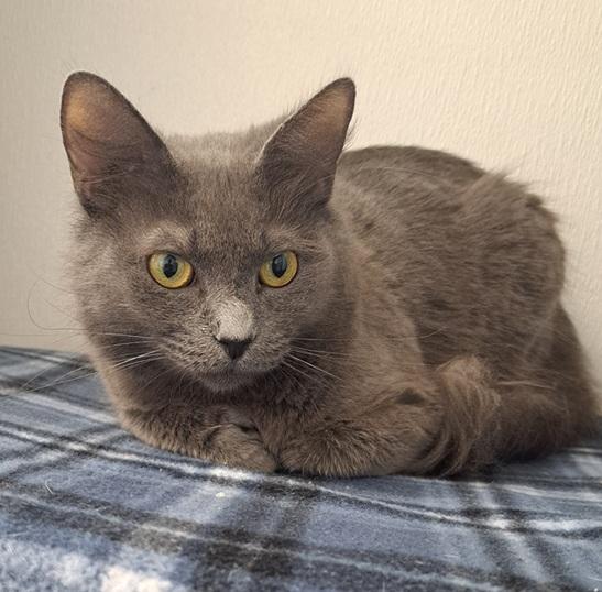 Enlarge Belle, an adopted Domestic Medium Hair in Manning, SC image 1/1