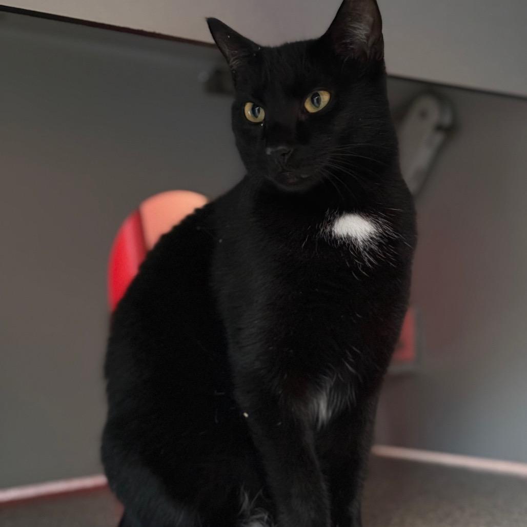 Enlarge Gabby Gabby, a Adoptable Domestic Short Hair in Sarasota, FL image 1/3