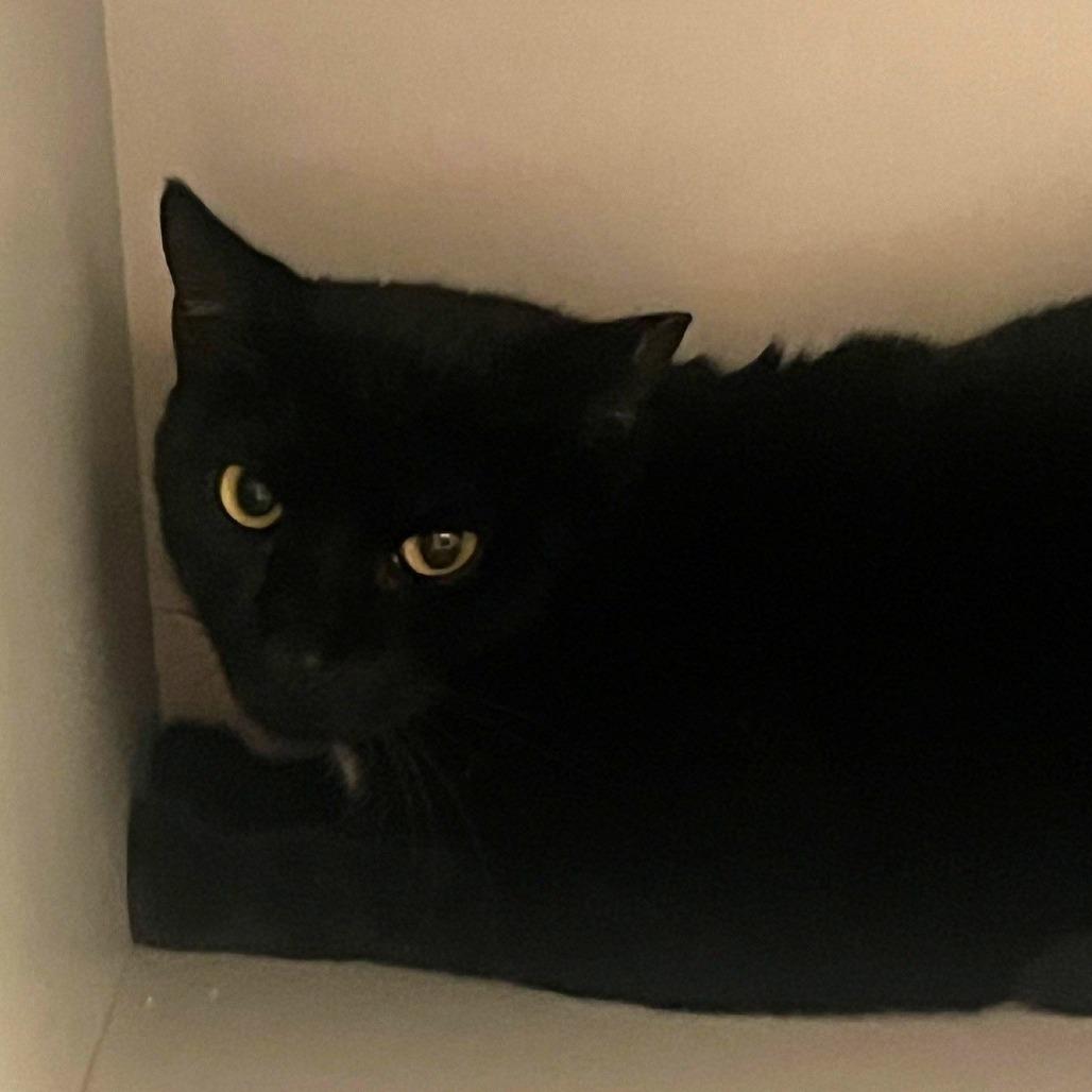 Enlarge Gabby Gabby, a Adoptable Domestic Short Hair in Sarasota, FL image 2/3