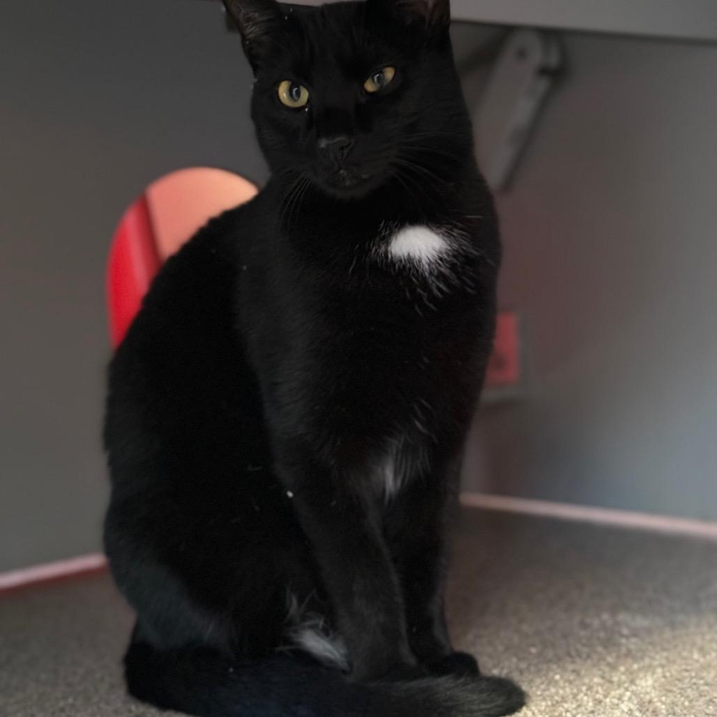 Enlarge Gabby Gabby, a Adoptable Domestic Short Hair in Sarasota, FL image 3/3