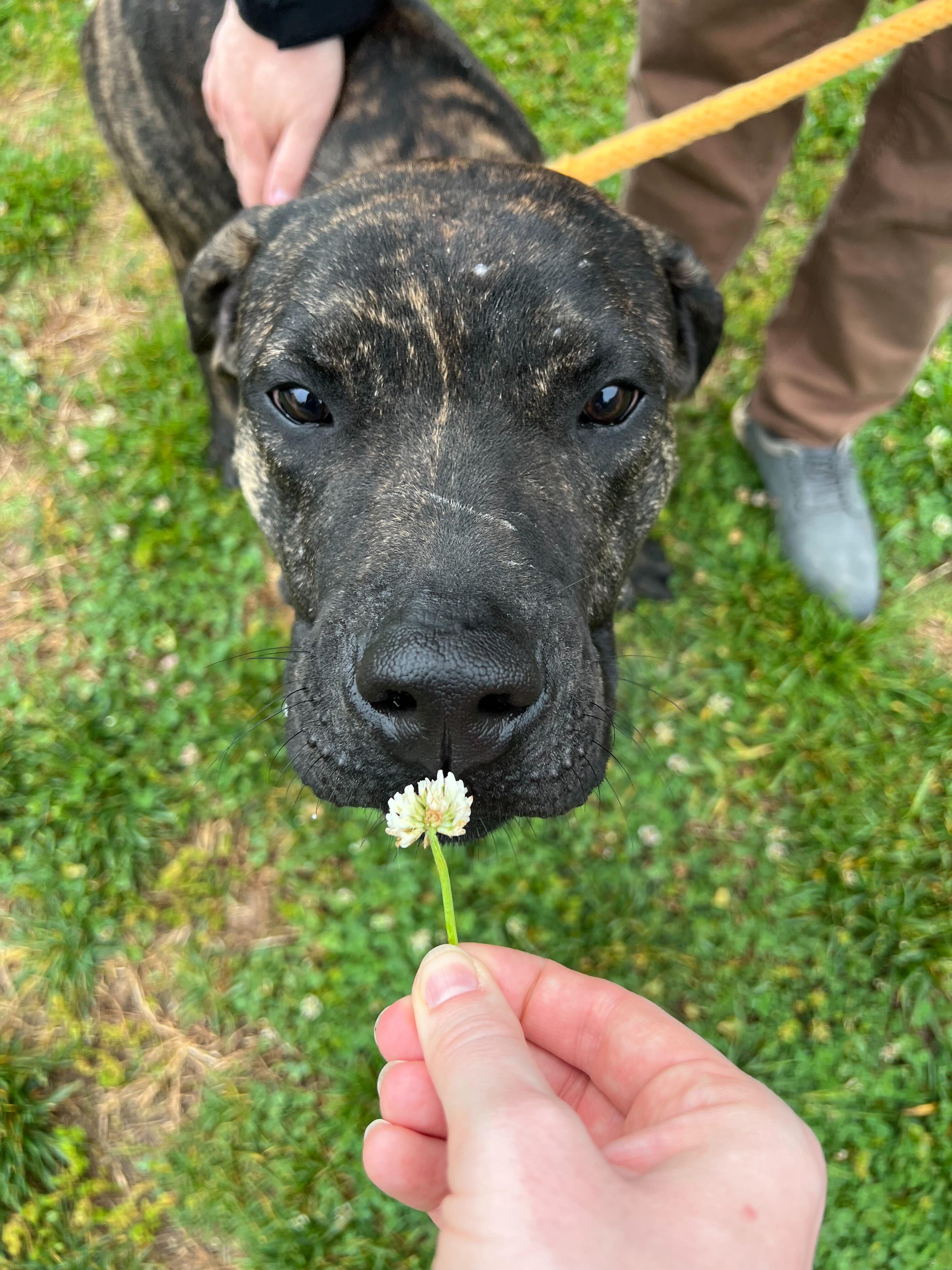 Goofy, a ADOPTABLE mixed breed in Maidens, VA image 6/6