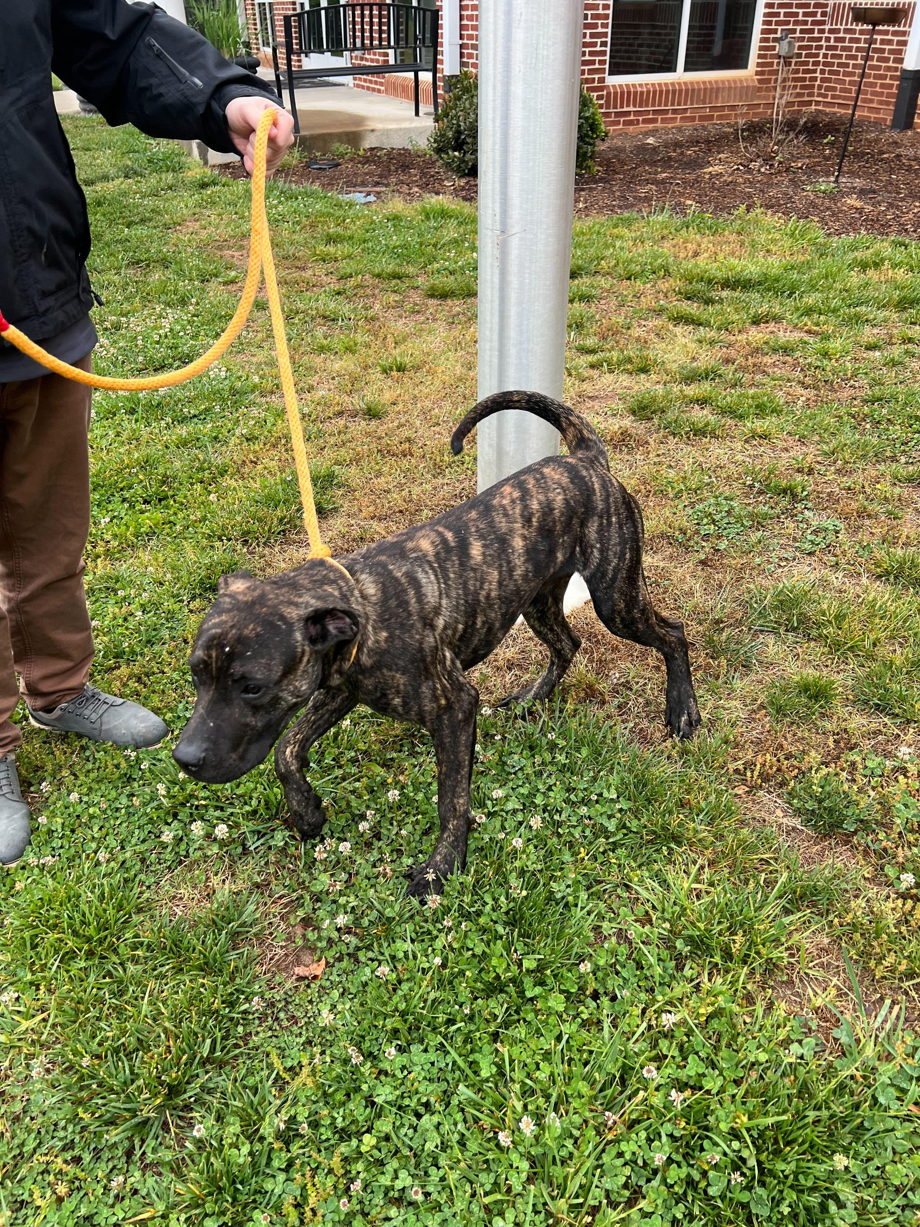 Goofy, a ADOPTABLE mixed breed in Maidens, VA image 5/6