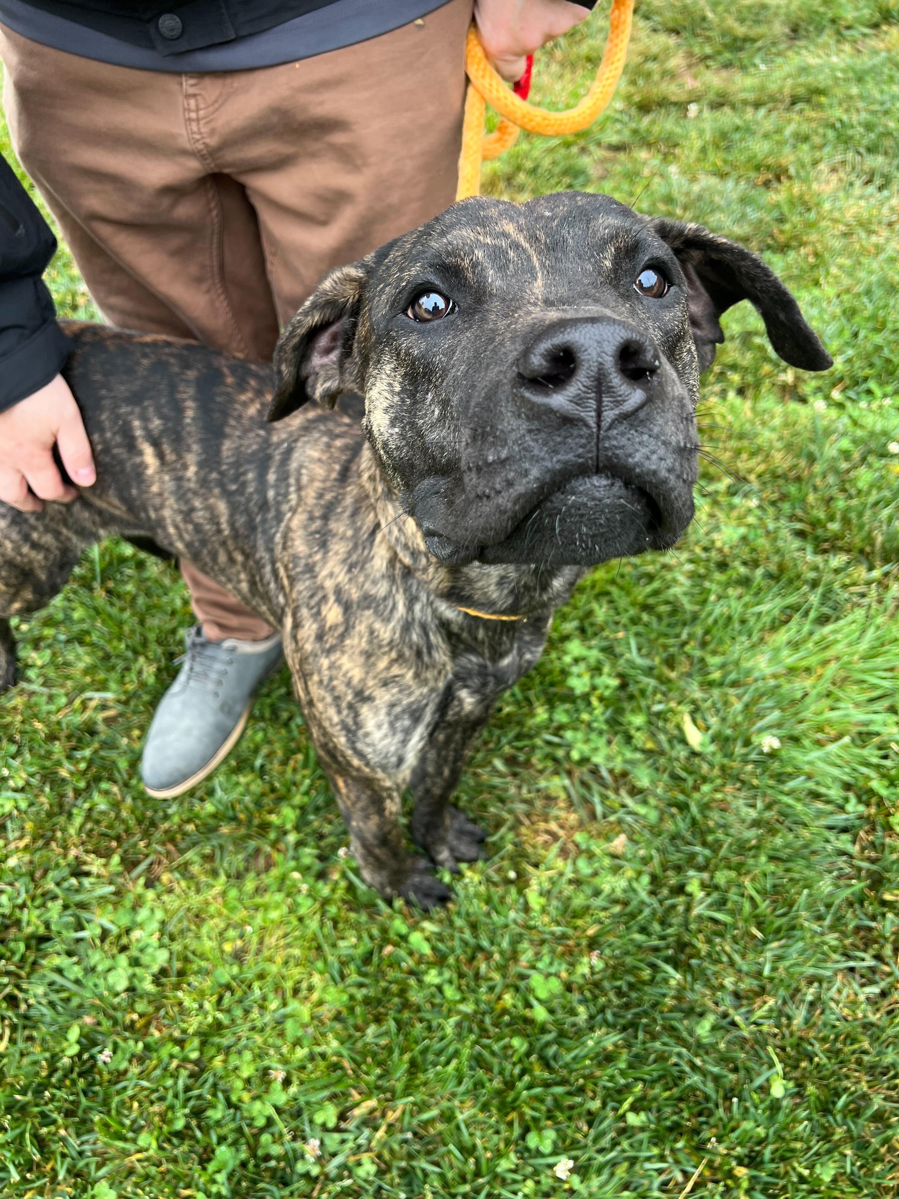 Goofy, a ADOPTABLE mixed breed in Maidens, VA image 4/6