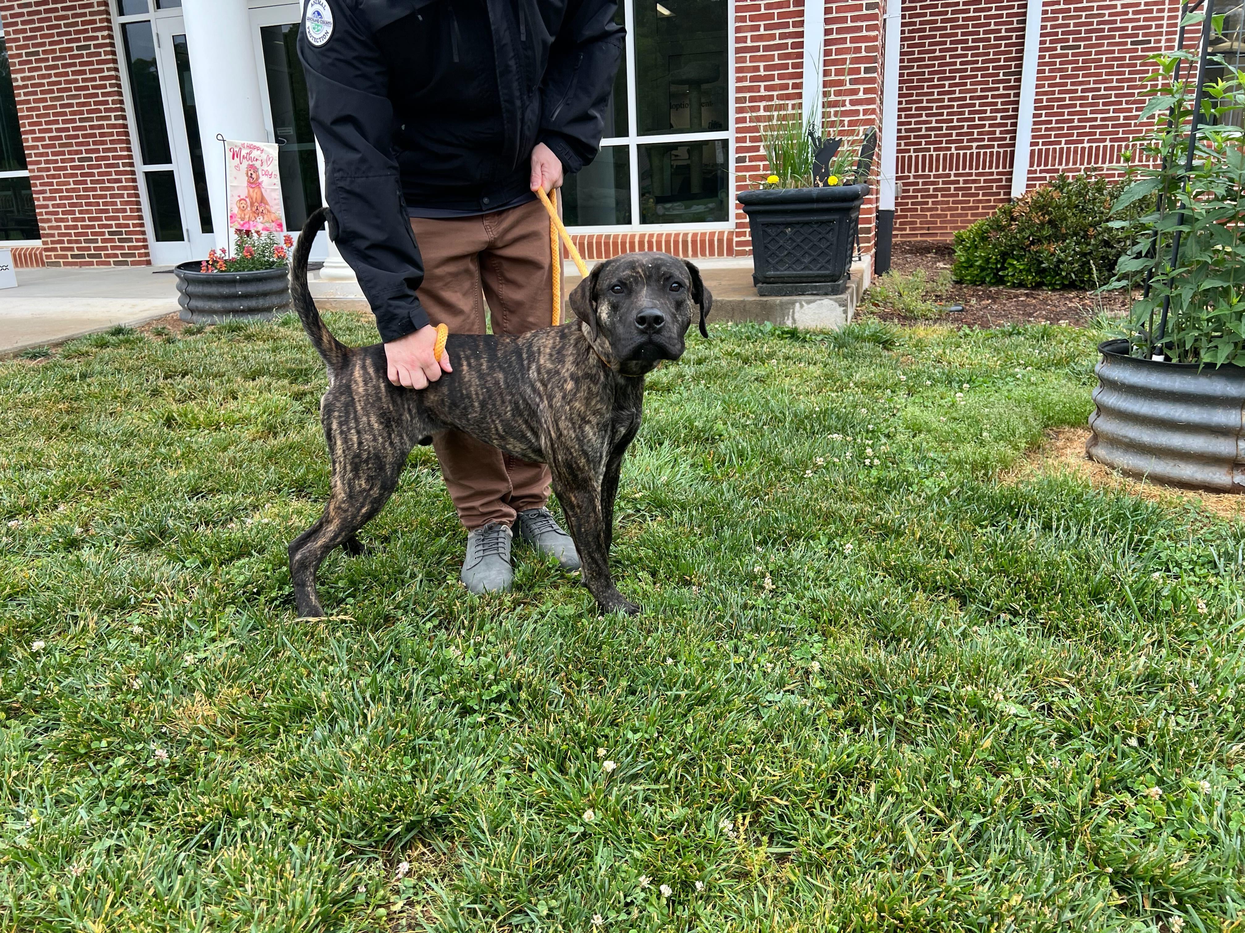 Goofy, a ADOPTABLE mixed breed in Maidens, VA image 2/6
