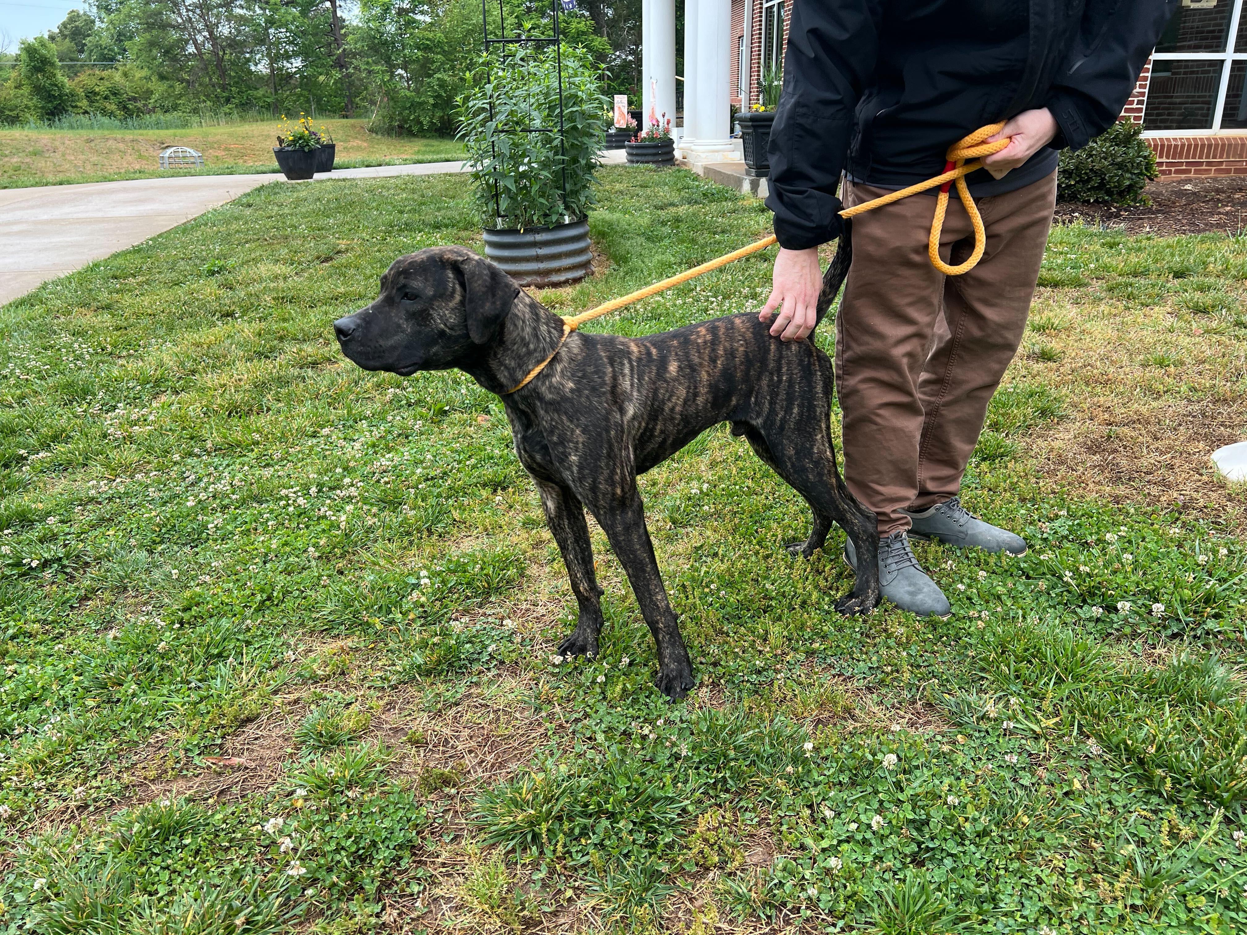 Goofy, a ADOPTABLE mixed breed in Maidens, VA image 3/6
