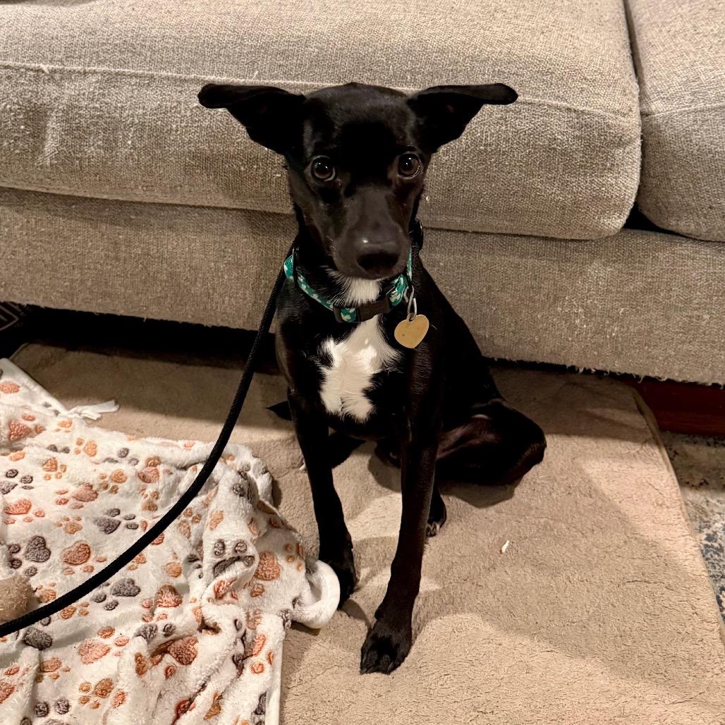 Walt, Adoptable, Adult Male Chihuahua & Mixed Breed.