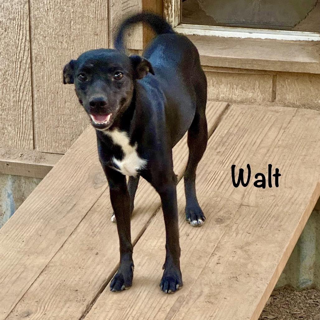 Enlarge Walt, a Adoptable mixed breed in Metamora, MI image 2/6